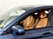 2023 BMW 5 Series 530i xDrive Sedan