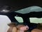 2023 Land Rover Discovery Metropolitan Edition